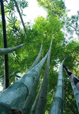 A section of a bamboo plantation