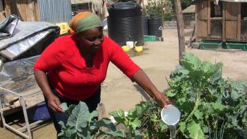 Mrs. Wainaina while harvesting vegetables from her rooftop kitchen garden.